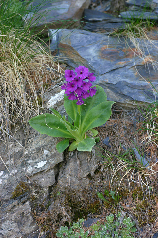 Primula latifolia / Primula a foglie larghe